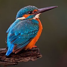 Схема вышивки «№2027646»