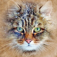 Схема вышивки «Снежный котик»