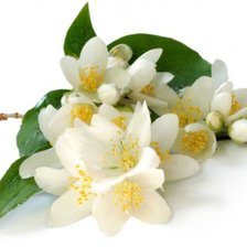 Схема вышивки «№2028030»