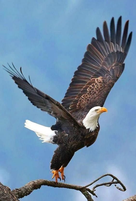 Орел - оригинал