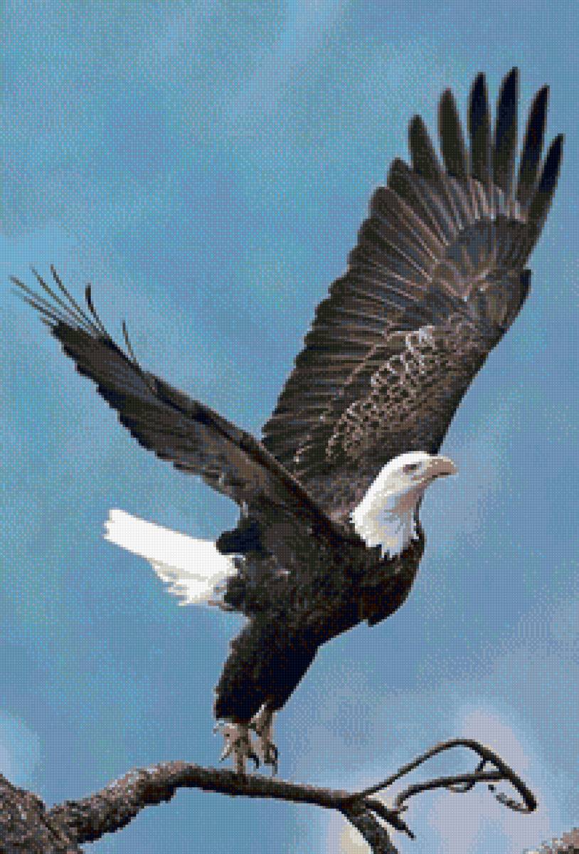 Орел - предпросмотр