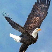 Схема вышивки «Орел»