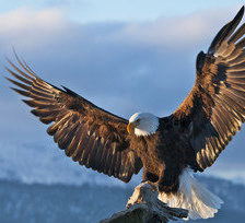 Схема вышивки «Орел»