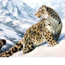 Схема вышивки «снежный барс»