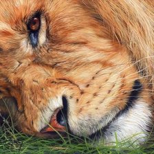 Схема вышивки «дикие»