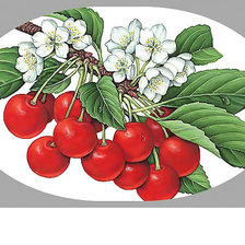 Схема вышивки «Вишенки»