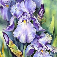 Схема вышивки «Ирисы»