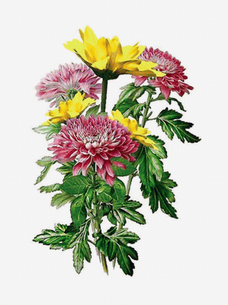 Хризантемы - хризантемы, цветы - предпросмотр
