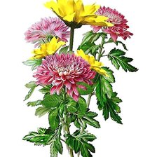 Схема вышивки «Хризантемы»