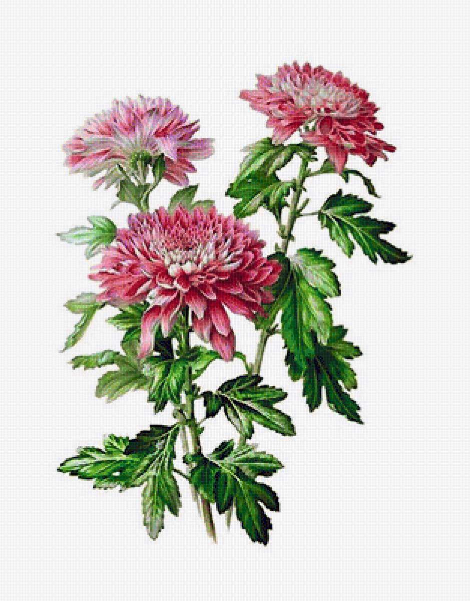 Хризантемы - цветы, хризантемы - предпросмотр