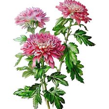 Схема вышивки «Хризантемы»