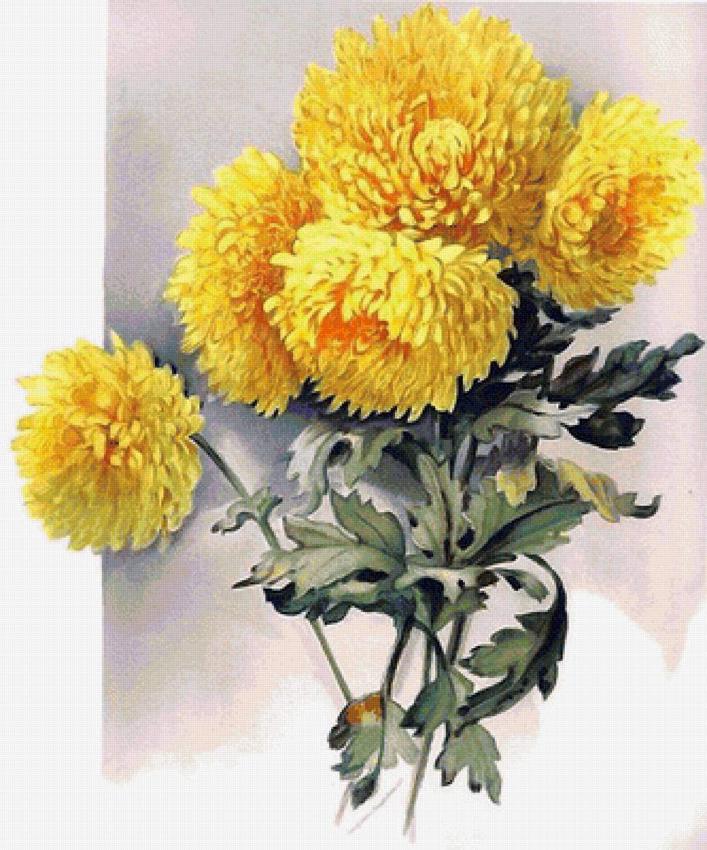 Хризантемы - цветы, акварель, хризантемы - предпросмотр