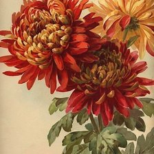 Схема вышивки «Хризантемы»