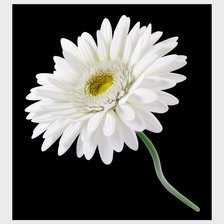 Схема вышивки «№2030354»