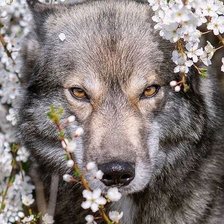 Схема вышивки «дикие»