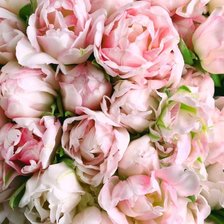 Схема вышивки «тюльпаны»