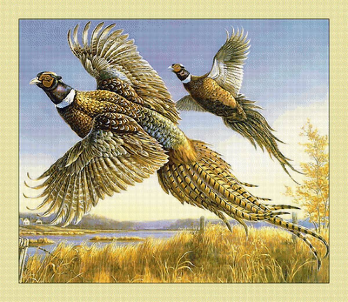 Фазаны. - фазаны, живопись, полет, птицы - предпросмотр