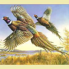 Схема вышивки «Фазаны.»
