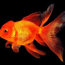 Схема вышивки «Золотая рыбка»