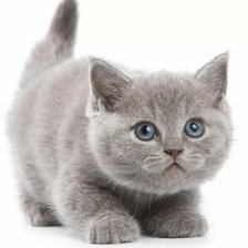 Схема вышивки «Пушистый котенок»