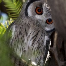 Схема вышивки «Сова»