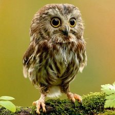 Схема вышивки «Сова»