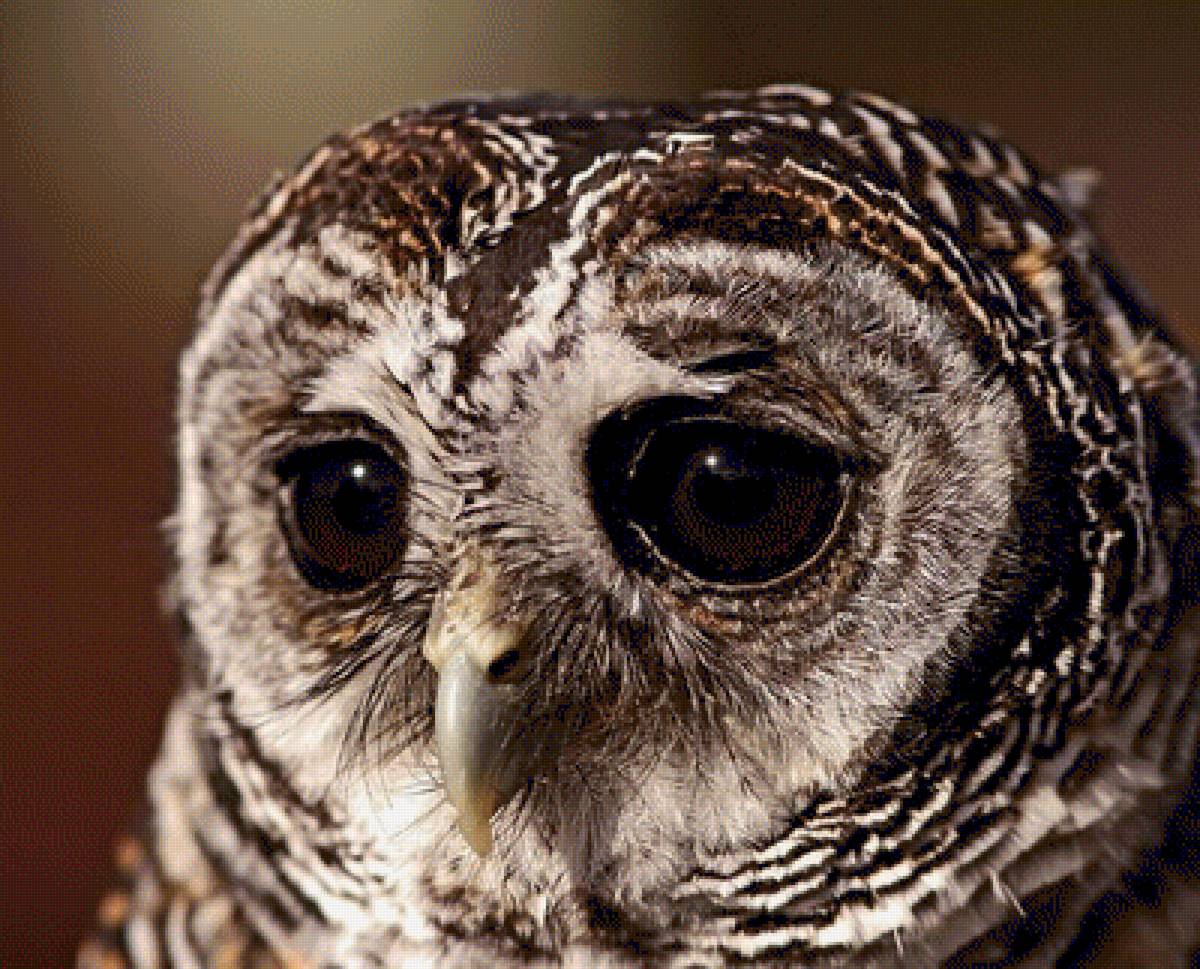 Совушка сова - большая голова - сова, птицы - предпросмотр