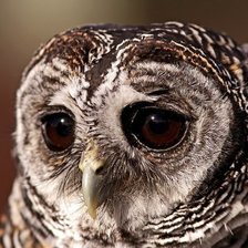 Схема вышивки «Совушка сова - большая голова»