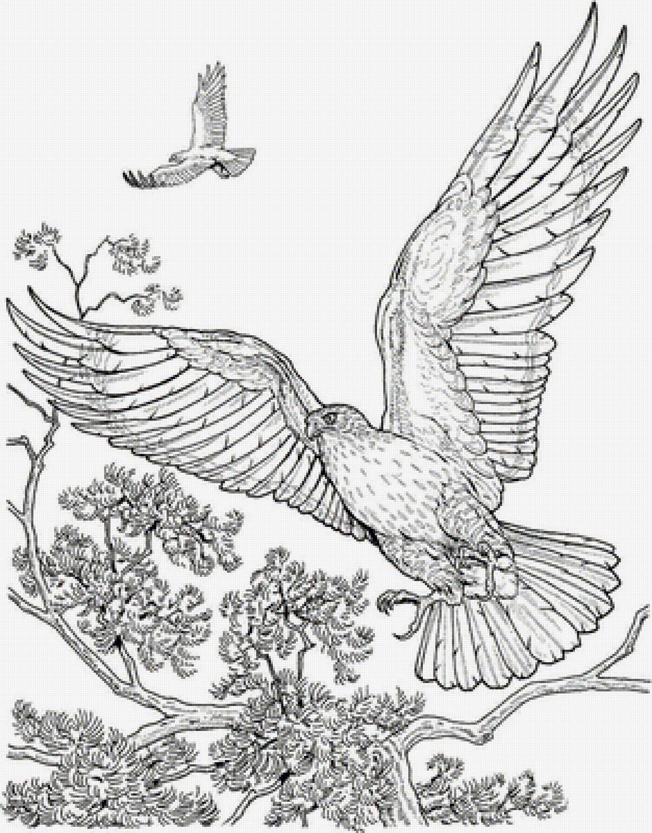 Орел - птицы, орел - предпросмотр