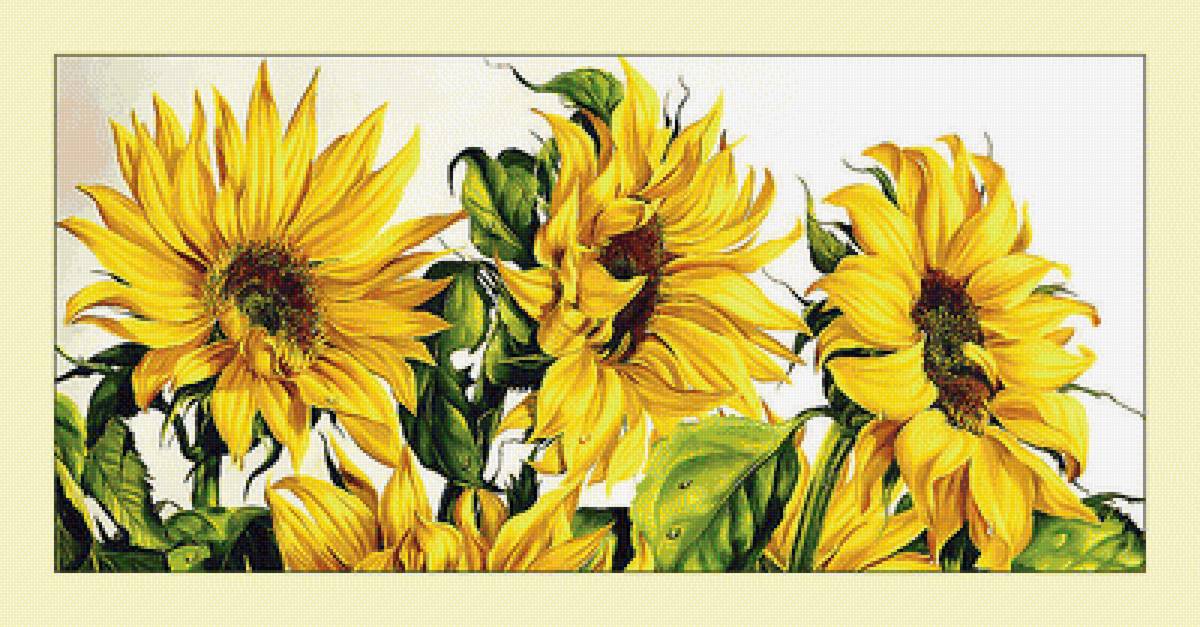 Подсолнухи. - цветы, подсолнухи, живопись - предпросмотр