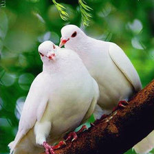 Схема вышивки «Пара голубей»