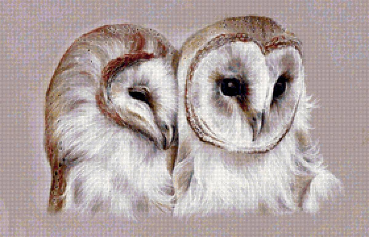 №2031581 - птицы, совы - предпросмотр