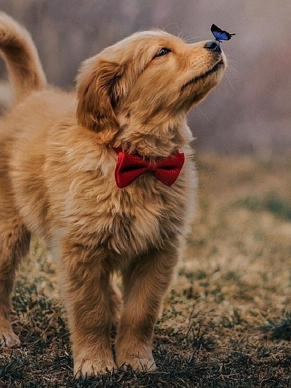 собака - бабочка, щенок, собака - оригинал