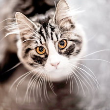 Схема вышивки «Котик»