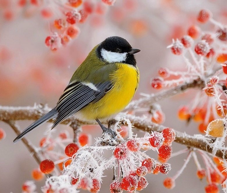 №2032041 - оригинал