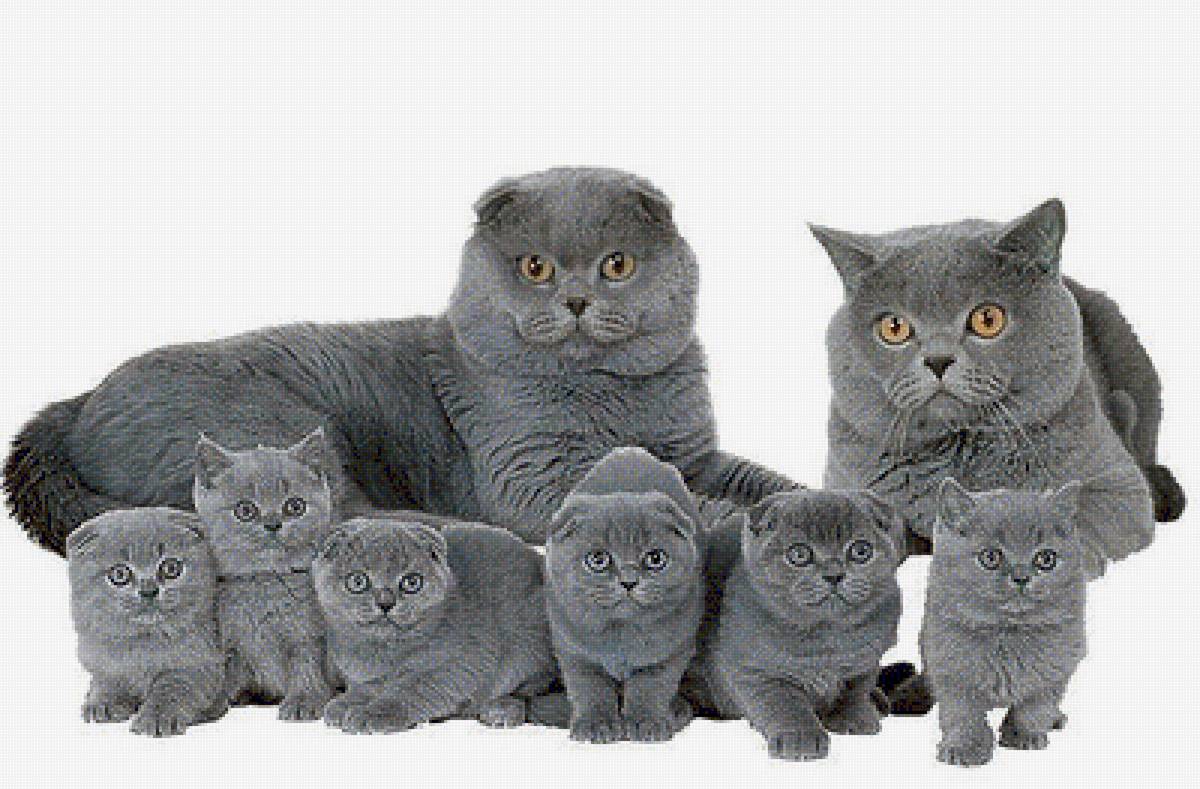 Пушистая семейка - кошки, животные - предпросмотр