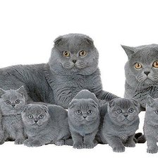 Пушистая семейка