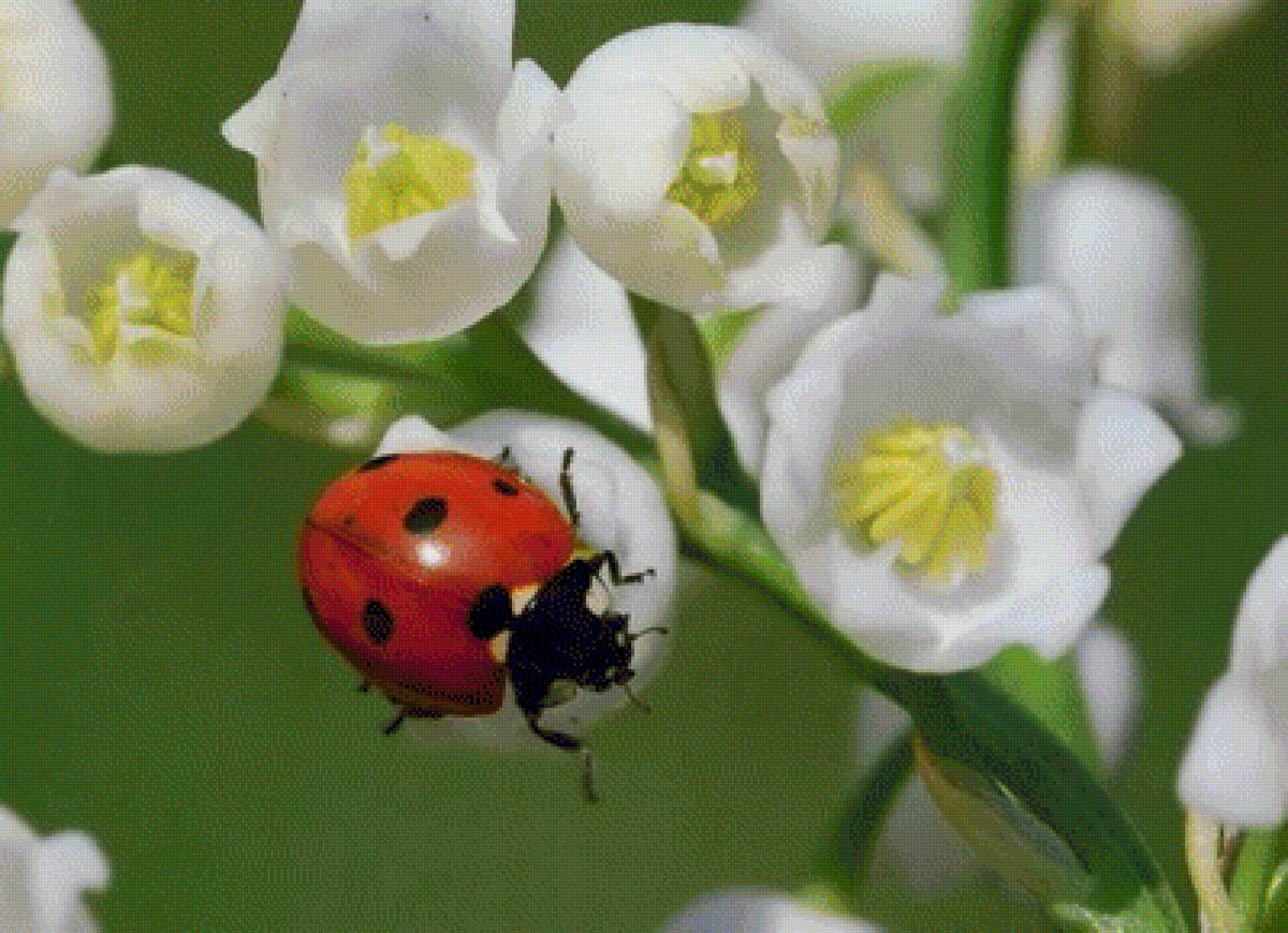 Божья  коровка и ландыш - насекомые, цветы, ландыши, божья коровка - предпросмотр