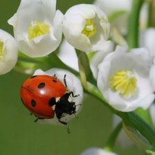 Схема вышивки «Божья  коровка и ландыш»