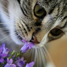 Схема вышивки «А они пахнут»