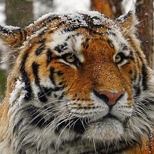 Схема вышивки «дикие»