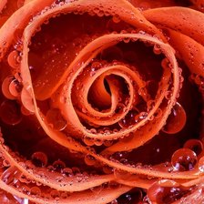 Схема вышивки «Роза и капли»