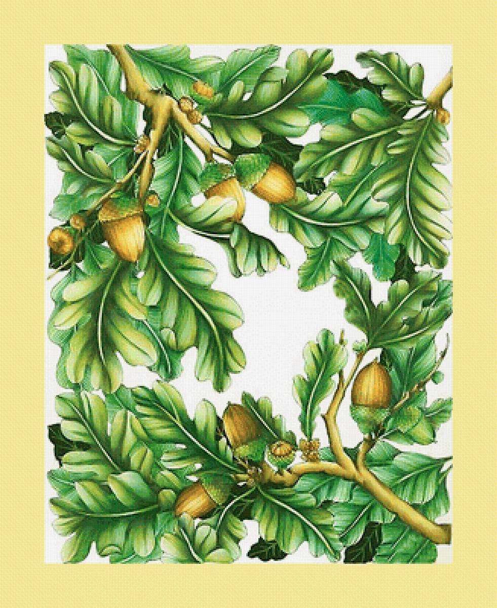 Серия "Флора". Лето - дуб, желуди, флора - предпросмотр