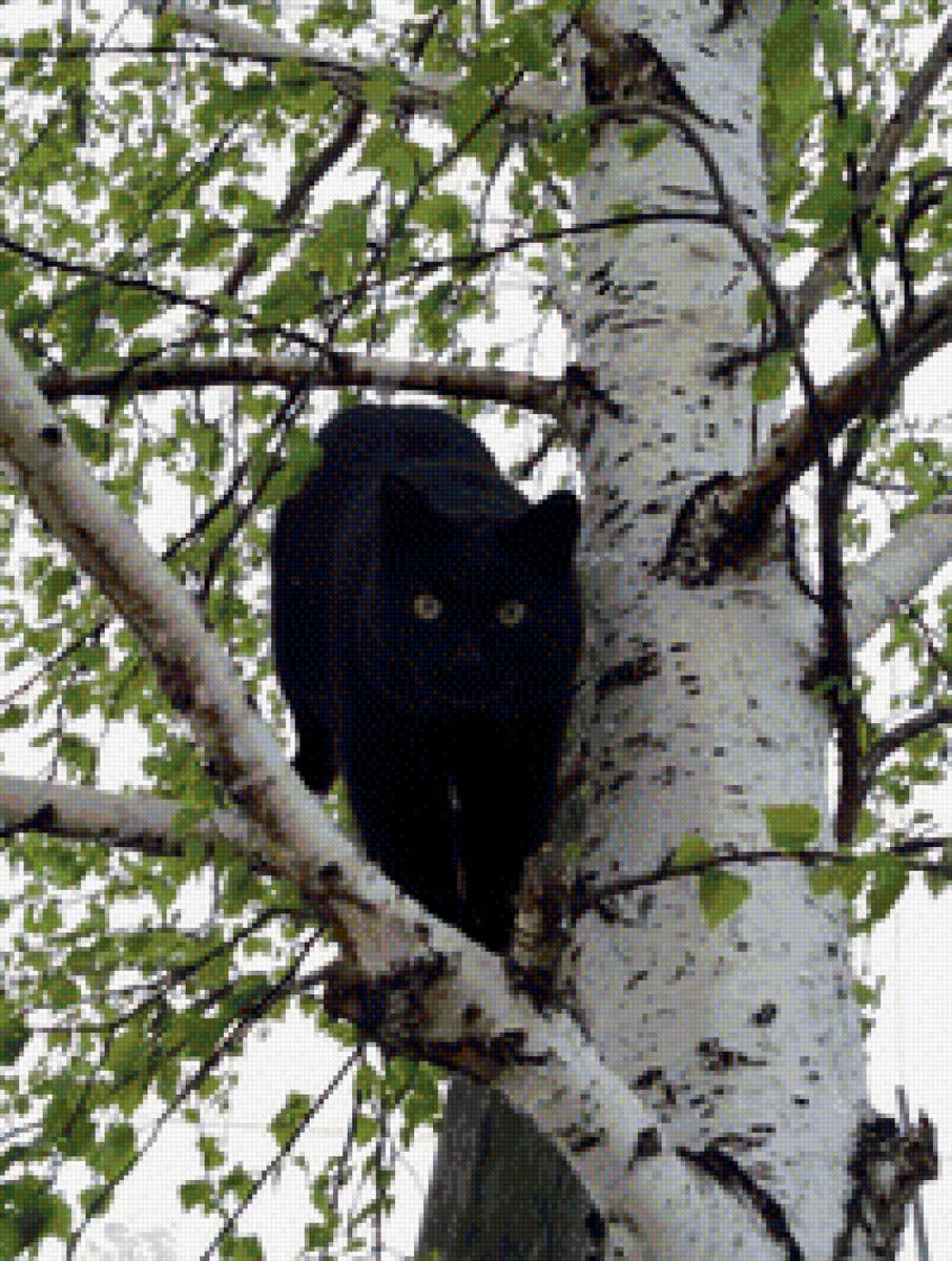 кот Филя на березе - береза кот - предпросмотр