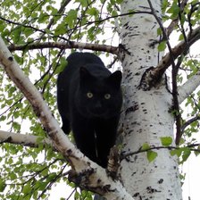 Схема вышивки «кот Филя на березе»