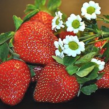 Схема вышивки «№2032503»