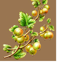 Схема вышивки «Серия "Фруктово-ягодная". Крыжовник»