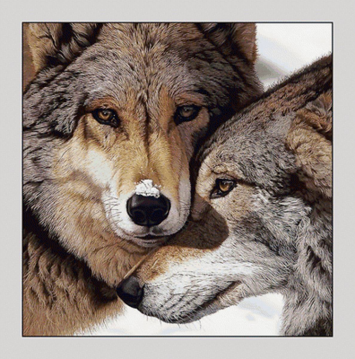 №2032573 - волки, хищники, животные - предпросмотр