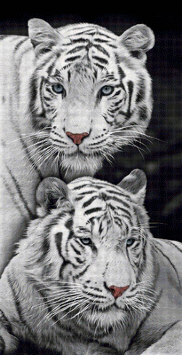 №2032578 - животные, тигры, тигр, хищники - предпросмотр