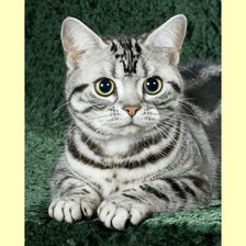 Схема вышивки «№2032588»